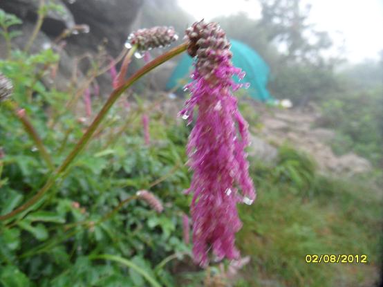 지리산... 천왕봉에서 중산리로 하산 하던 길에 만난 야생화...