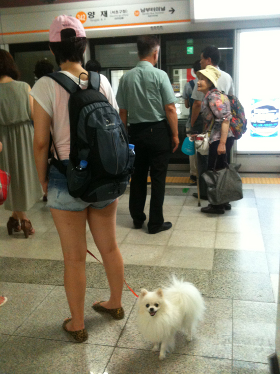 한 여성이 케이지도 없이 지하철을 타려고 자신의 애견과 함께 지하철을 기다리고 있다.