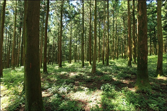 수령 50년 정도된 절물의 삼나무숲은 울창하다.