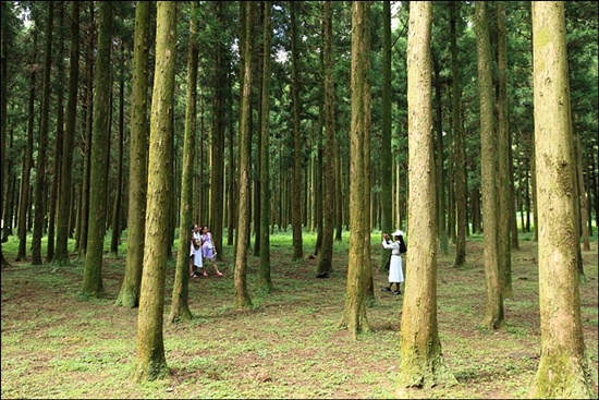 하늘을 향해 쭉쭉 뻗은 삼나무숲에서 동남아에서 온 듯한 수녀님들이 사진 찍느라 여념이 없다.