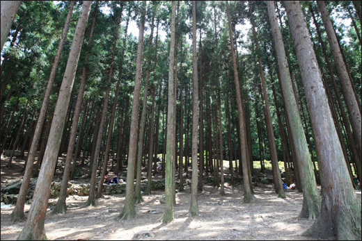 축령산 삼나무 숲. 여행객들이 숲에 앉아 쉬는 장소다. 해마다 축령산 산소축제가 열리는 곳이다.