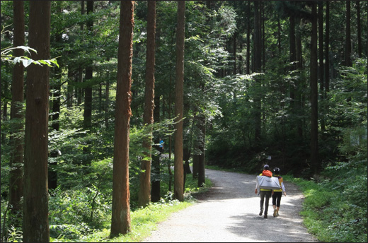축령산 편백나무 숲길. 축령산을 찾은 한 연인이 다정하게 숲길을 걷고 있다.
