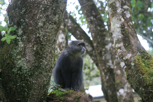 콜로부스 원숭이가 등산객들이 던져주는 과일과 과자를 얻어먹기 위해 가까이 내려와 있다