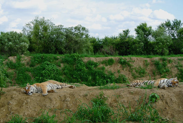동북호림원의 호랑이들. 여름날씨 탓인지 잠을 자는 호랑이들이 많았다.