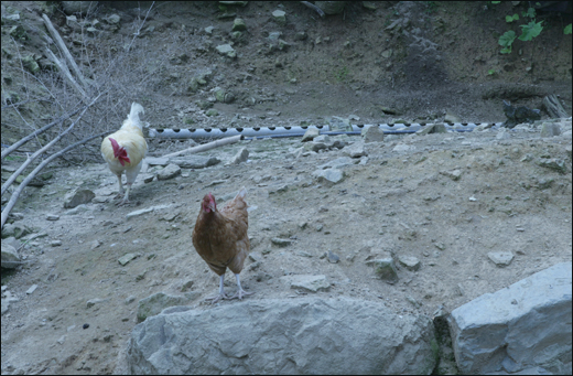 야산에서 맘껏 노닐고 있는 닭. 정흥호 씨는 이렇게 닭을 풀어놓고 기르며 친환경 유정란을 생산하고 있다.