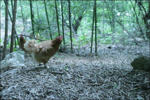 정흥호 씨가 풀어놓은 닭이 대숲에서 노닐고 있다. 정씨는 고향 야산과 대숲에 닭을 놓아 기르고 있다.
