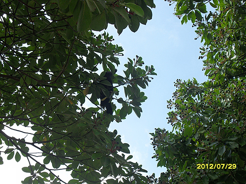 흑비둘기가 후박나무 열매를 먹고 있다. 