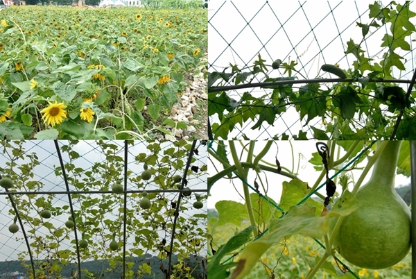 신풍초등학교 정문 앞에 마련한 꽃밭에는 해바라기, 수세미, 호박 등이 달려있다