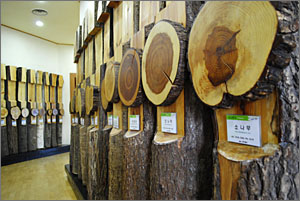 산림박물관, 나무의 특징을 한눈에 볼 수 있게 해놓은 전시물.