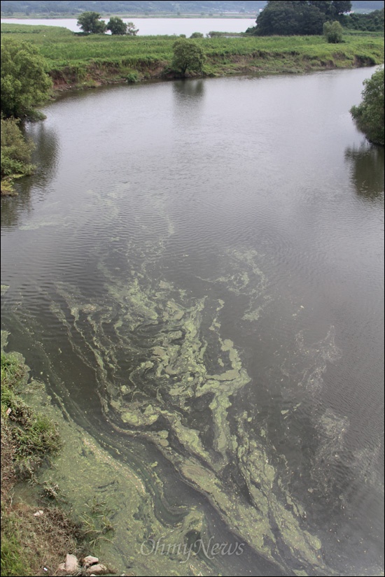 19일 낙동강의 지류인 광려천의 합류지점에 녹조가 발생해 있다. 이날 다른 지역에는 녹조가 발생하지 않았는데, 유독 광려천에만 생겨나 있었다.