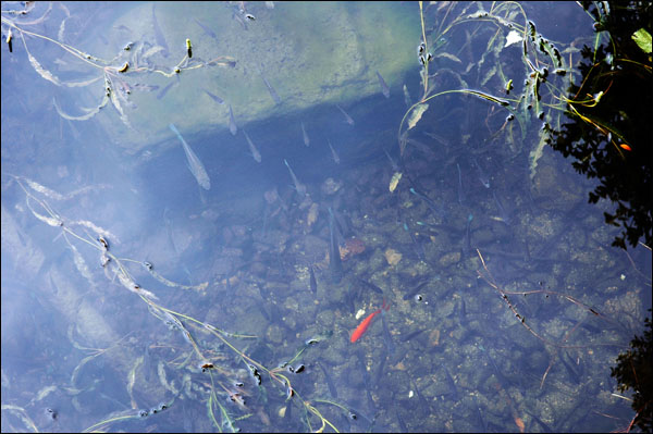 김해 연지공원 호수에 사는 물고기.