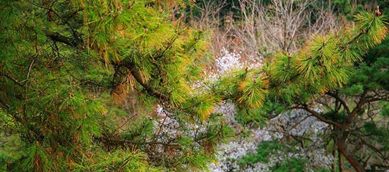 고분 옆 언덕에는 솔잎 끝 1cm만 황금색인 '황금교송'이라는 희귀한 소나무가 있다.(위 사진은 2009년 봄 촬영)