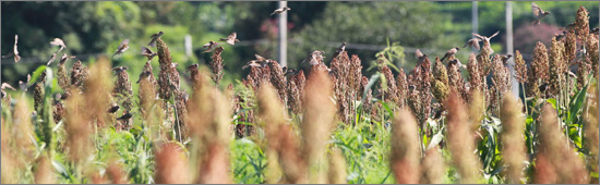 함양 상림공원 주변 조.수수 밭의 참새.