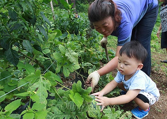  산새마을 주민 최복순씨가 23일 오후 서울 은평구 신사2동 봉산 산자락에 조성된 산새마을 텃밭에서 주민들과 함께 재배한 수박을 마을 어린이에게 보여주고 있다.
산새마을 텃밭은 주민들과 구청 주민센터 공무원들이 쓰레기 더미를 직접 치워 만들었으며 재배한 채소를 인근 복지관에 무료로 보내는 등 나눔을 실천하고 있다.