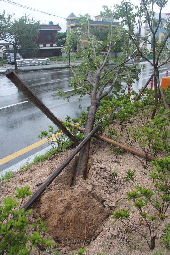 제15호 태풍 '볼라벤'이 닥친 28일 경남권에서는 많은 피해가 발생했다. 사진은 이날 오전 창원 진해구의 한 도로에 심어져 있던 가로수가 뿌리채 뽑힌 모습.