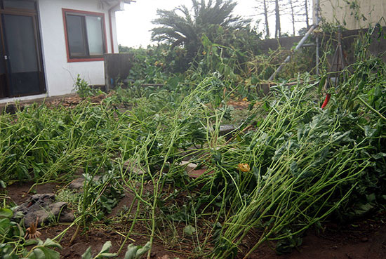 태풍 볼라벤이 지나간 제주도 서귀포시 남원읍 하례리 마을 모습. 강풍에 농가의 텃밭이 크게 훼손됐다. 
