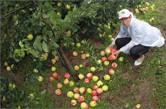 함양 김석곤씨가 28일 태풍 ‘볼라벤’으로 떨어진 사과를 줍거나 살펴보며 안타까워 하고 있다.