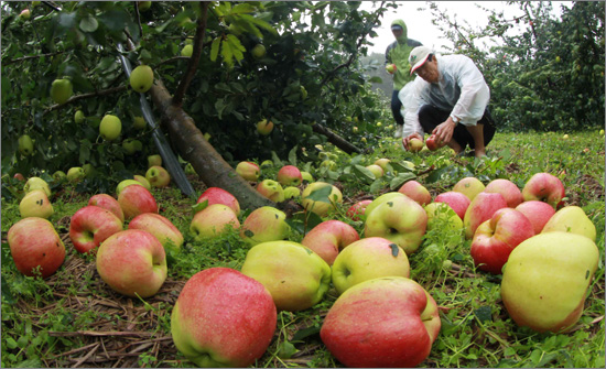 함양 김석곤씨가 28일 태풍 ‘볼라벤’으로 떨어진 사과를 줍거나 살펴보며 안타까워 하고 있다.