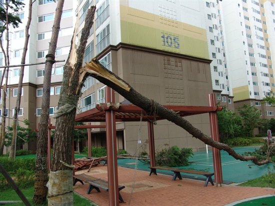 태풍 볼라벤의 영향으로 충남 예산군 한 아파트 단지의 소나무가 부러졌다. 