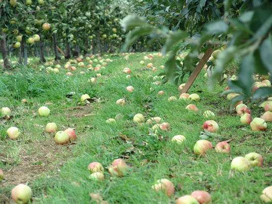 태풍 볼라벤의 영향으로 충남 예산군 한 과수원에서 수확을 앞둔 사과가 많이 떨어졌다. 