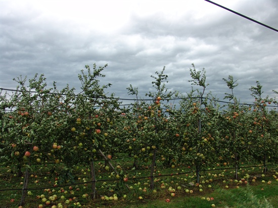 태풍 볼라벤의 영향으로 충남 예산군 한 과수원에서 수확을 앞둔 사과가 많이 떨어졌다. 