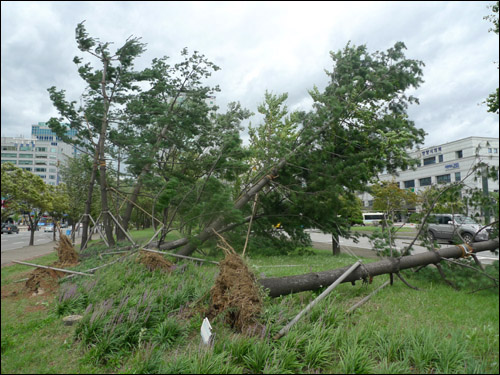 태풍 볼라벤의 바람에 맥없이 뽑힌 안양시청 주변 조경 소나무 