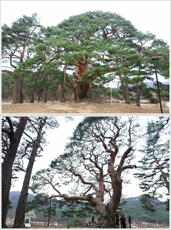 예전의 왕소나무 모습