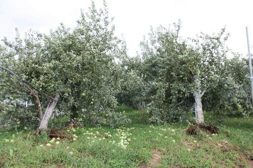 태풍 볼라벤의 영향으로 초속 25m 이상의 강풍이 몰아쳐 사과나무가 뿌리채 뽑혀 있다.