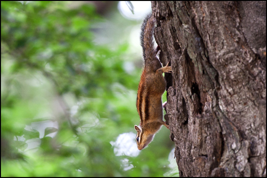 상림숲을 찾았을 때 다람쥐가 마중나와 반갑게 인사를 한다.