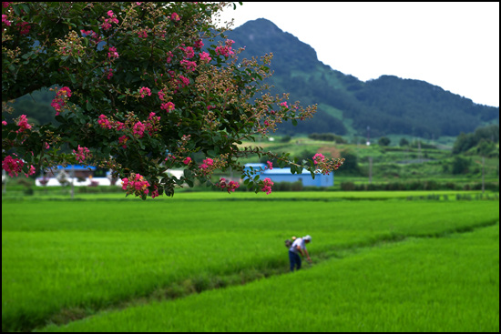 농부가 배롱나무가 피어 있는 논에서 농삿일을 하고 있다.