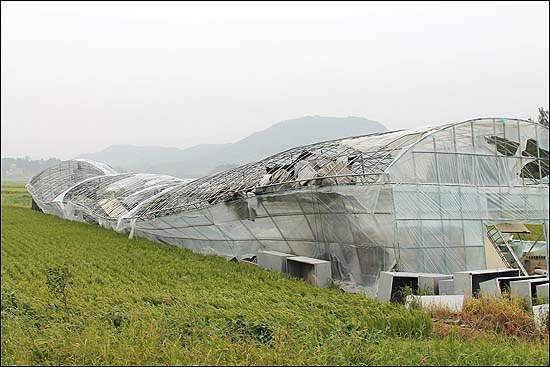  영산강변의 폭삭 주저앉은 비닐하우스