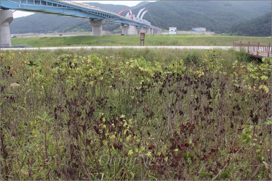 낙동강 합천창녕보 둔치에 생태공원에 조성하면서 '수수꽃다리'를 심어 놓았는데 거의 대부분 말라 죽어 있다.