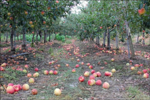 태풍 볼라벤의 강풍으로 인해 수확을 앞둔 사과들이 땅에 떨어지는 피해가 발생했습니다.  