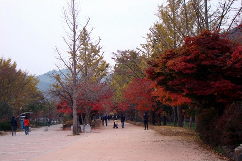 '그리운 님'의 얼굴에 핀 부끄러움은 제게는 매력입니다.