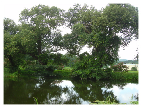 연못가에 심어진 왕버드나무는 어떤 가뭄에도 견디어 내어 이 마을의 저력을 내보이고 있는 것 같다 
