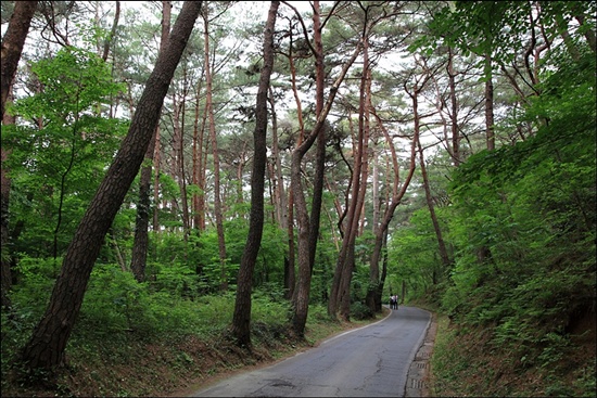 다솔사로 가는 길은 솔숲이 울창하다. 마치 소나무 군사의 호위를 받으며 산사로 오르는 기분이다.