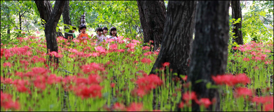 12일 함양군 함양읍 상림공원에 나온 유치원생들이 '꽃무릇'을 감상하고 있다.