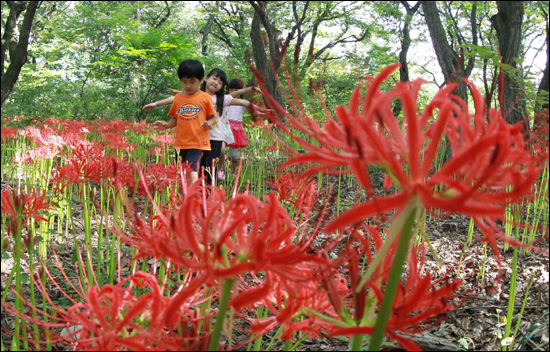 12일 함양군 함양읍 상림공원에 나온 유치원생들이 '꽃무릇'을 감상하고 있다.