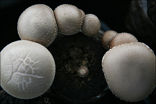 배지에서 올라온 표고 버섯