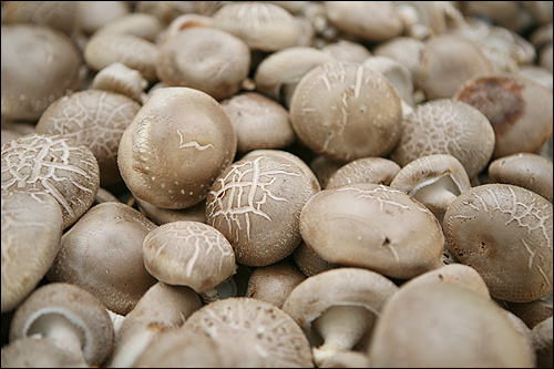 항암 효과가 뛰어나다는 표고버섯