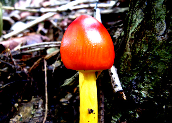 금학산 산행길에 만난 희귀종 야생 버섯이 아름답다. 