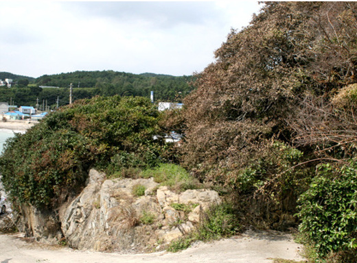 병포리 당산나무