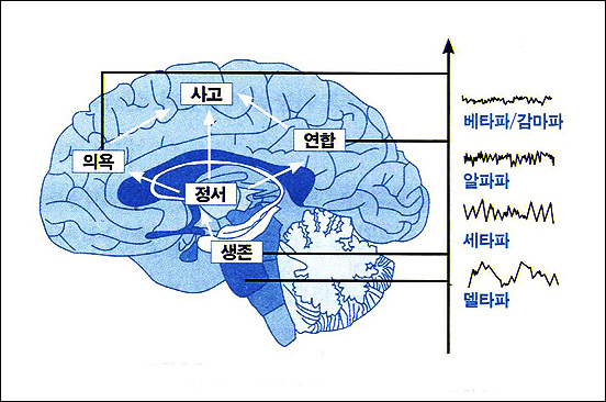<이타적 인간의 뇌> 76쪽에서 '뇌 가능과 의식의 수준을 반영하는 뇌파'를 보여주고 있는 그림