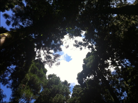 사려니숲 삼나무 박물관, 삼나무 가지 사이로 보이는 하늘