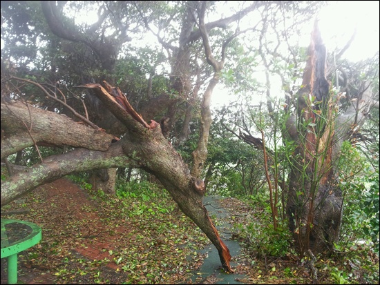태풍 산바의 강풍으로 인해 안도 마을의 수백년 된 나무가 부서졌다.