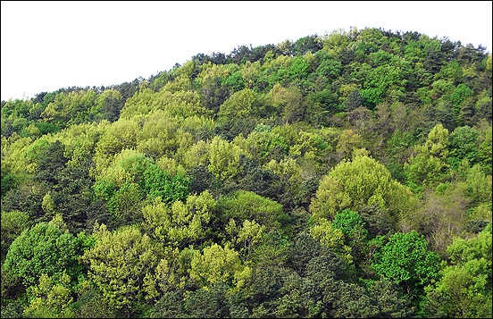 온갖 나무와 풀들이 제멋대로 자라는 곳이 숲이지만 숲에는 자연을 거스르지 않는 질서가 있고 적응하며 공존하는 조화가 존재합니다.