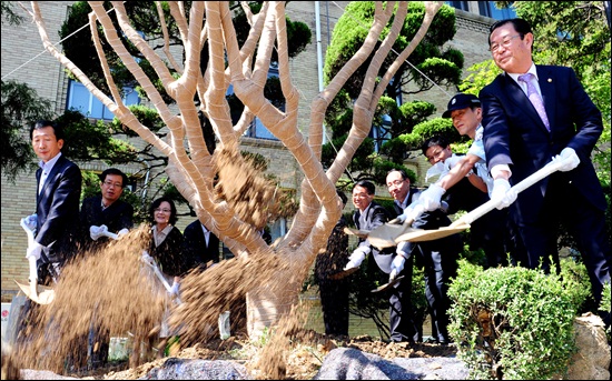 충남도청 전통 계승 상징수 이식 첫 삽뜨기. 24일 내포시 시대 개막 D-100일을 맞아 수령 60년 생인 배롱나무를 현청사에서 내포시 현청사 문예회관 옆으로 이식했다.