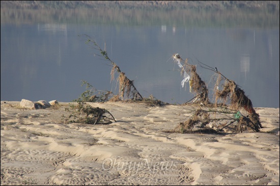 낙동강 임해진 하류 둔치에 심어 놓았던 나무가 최근 태풍으로 쓰레기에 뒤덮여 있다.