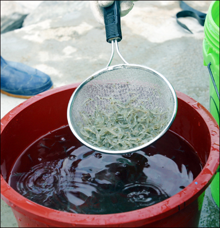 '수산물 천국' 태안군에서는 매년 대하 치어를 방류해 태안앞바다 어장화를 추진하고 있다.