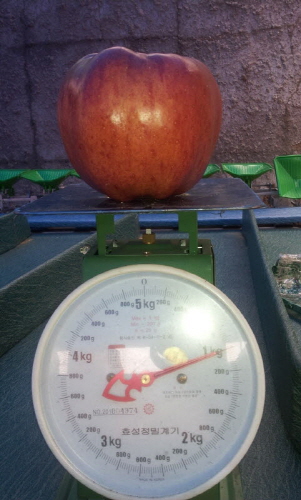 경상남도 거창군 고제면에 귀농한 어윤복씨의 사과농장에서 무게 1kg에 달하는 사과가 열렸다.